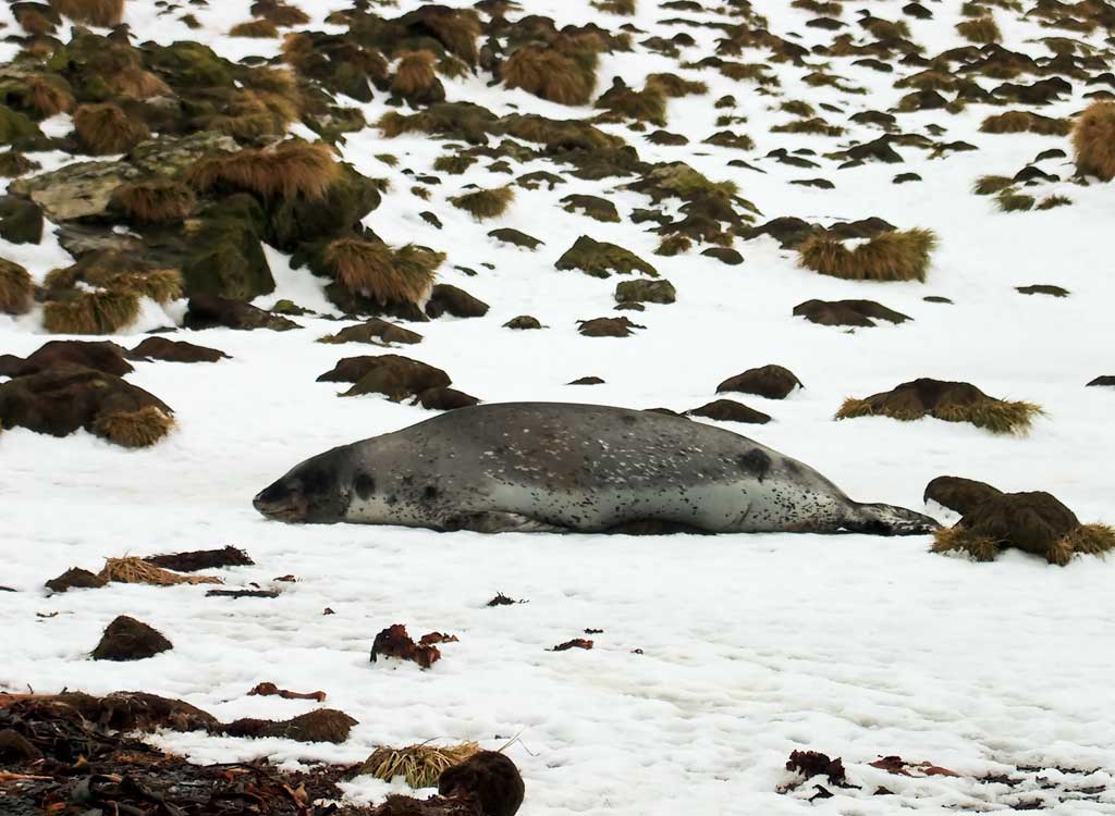 A basking seal at Bird Island in the Antarctic