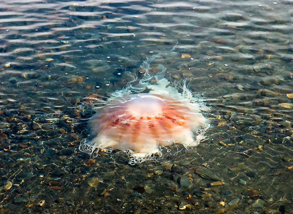 Jellyfish in the waters around South Georgia in the Antarctic