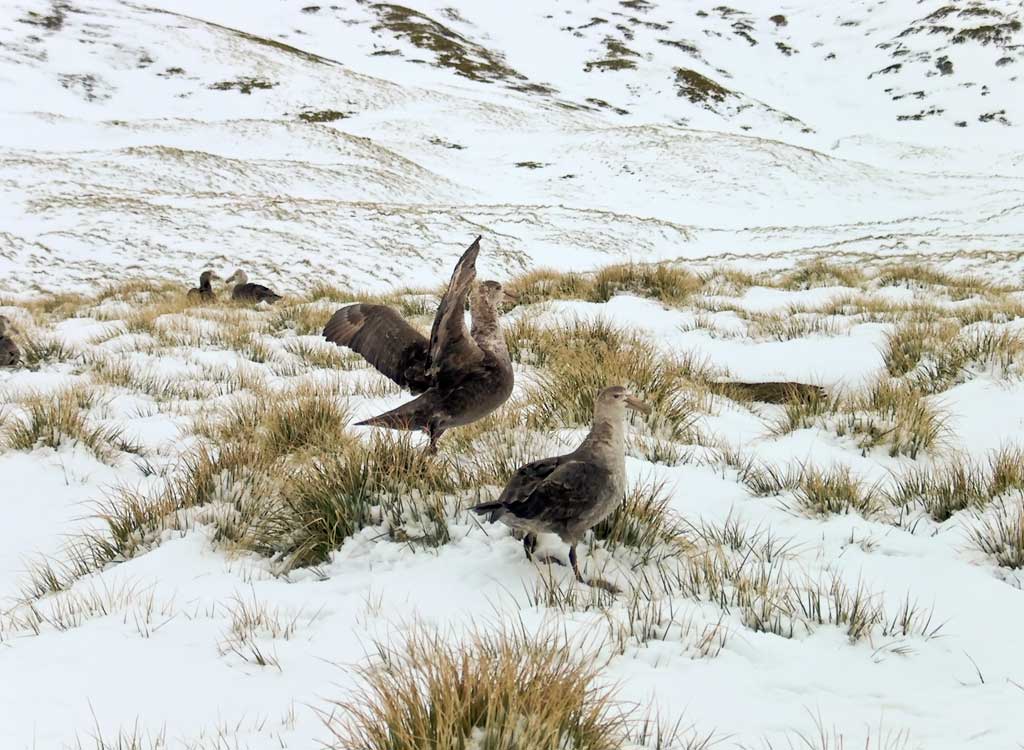 Young Giant Petrels on Bird Island in the Antarctic