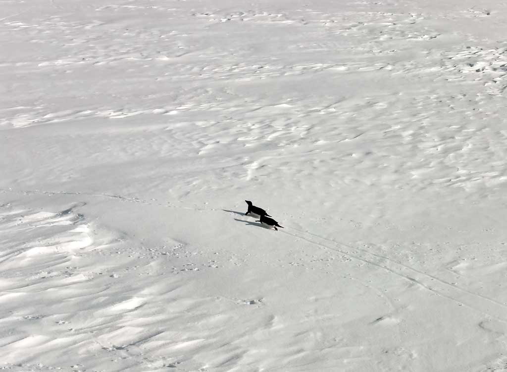 Penguins sliding on the frozen sea around Singy in the Antarctic