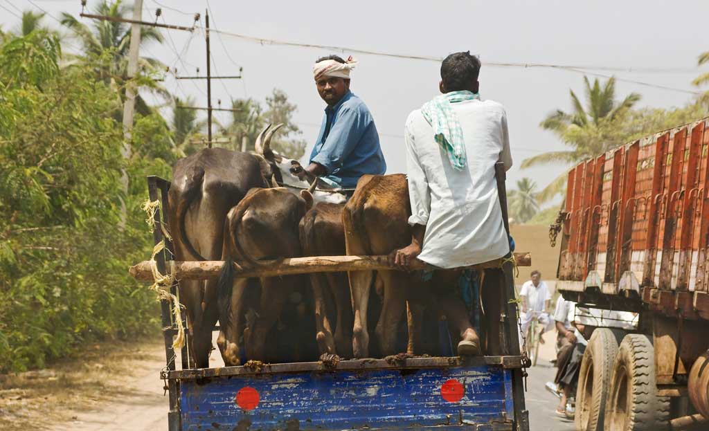 Transporting cattle on the outskirts of Bangalore in India
