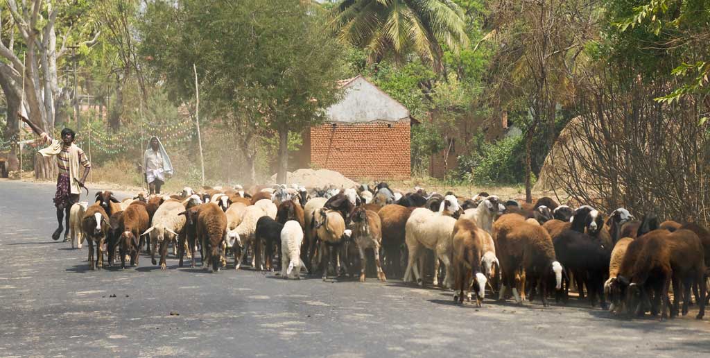 Farmers herding goats on a countryside road outside of Mysore in India