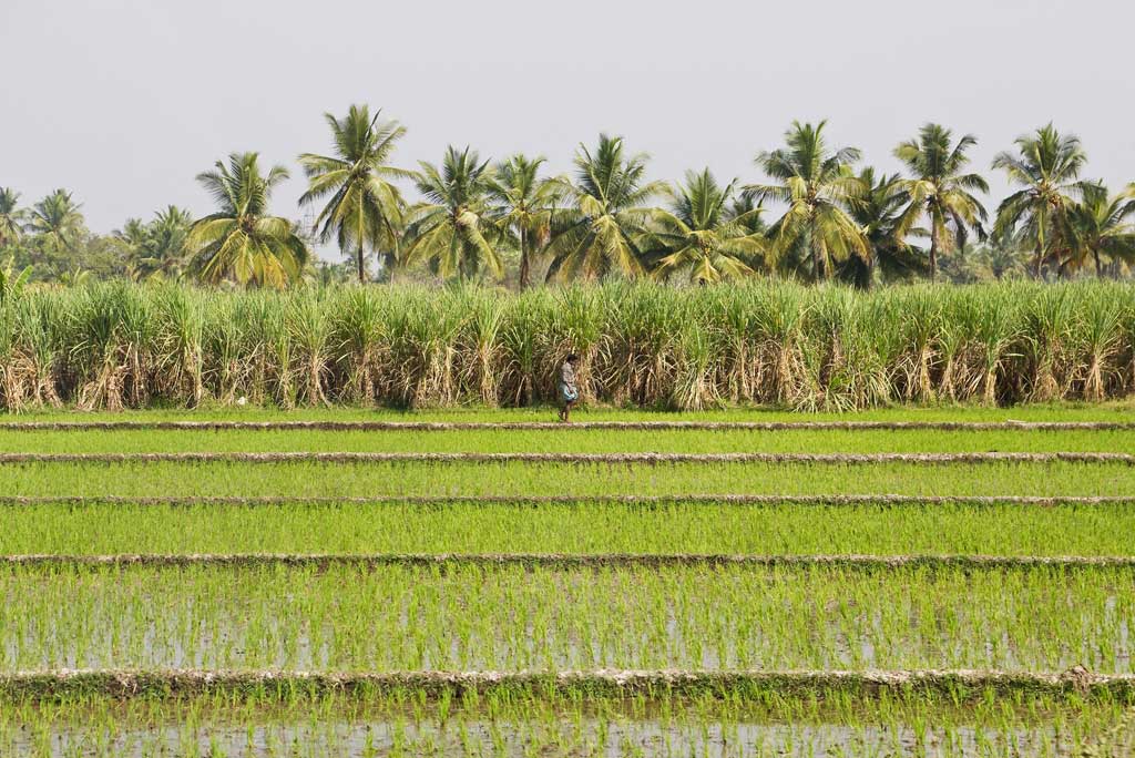 Lush green rice field plantations with a lone farmer in the Indian countryside