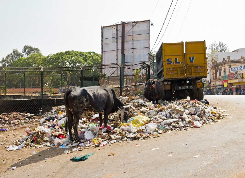 Cows in Bangalore, India feeding from what they can find in the street