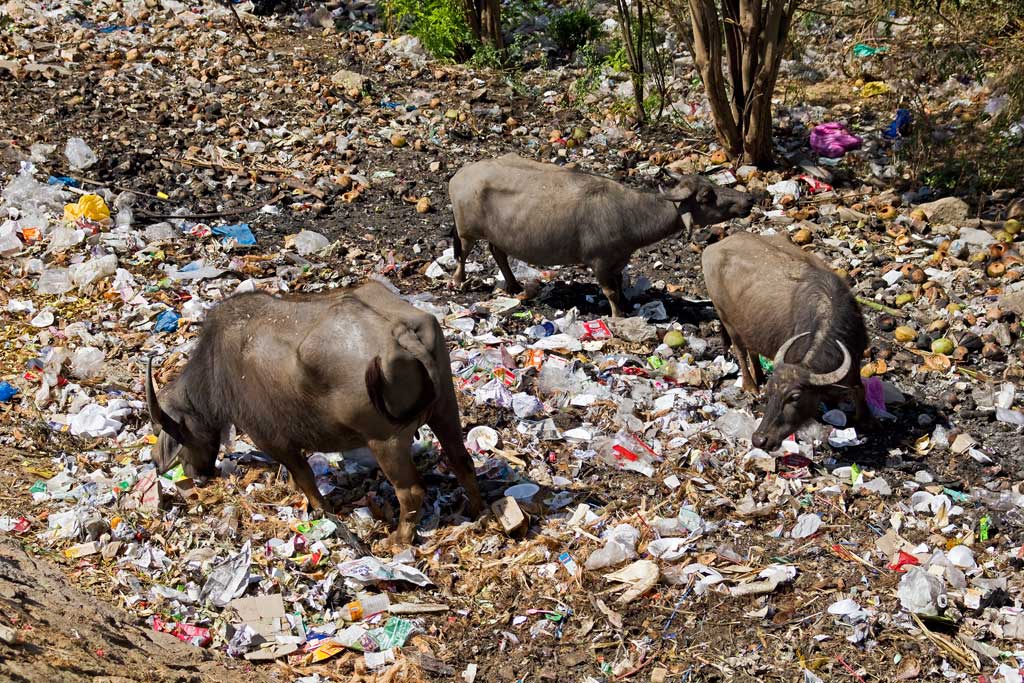 Oxen feeding amongst litter on top of Chamundi Hills in India