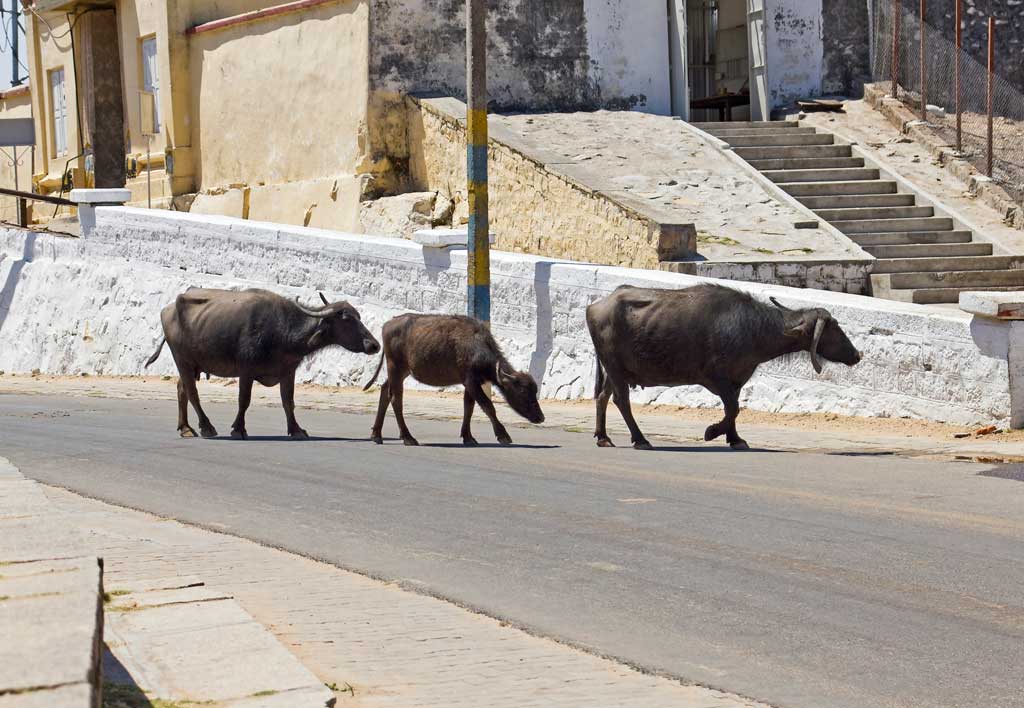 A family of sacred cows strolling on the top of Chamundi Hills in India