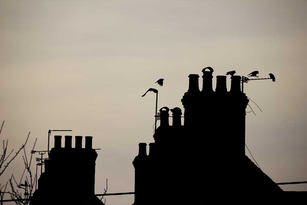 Crows nesting on chimneys in Dorset