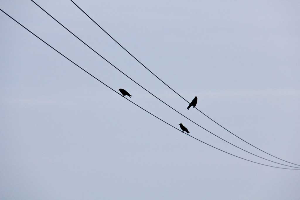 Birds on electricity pylons in Dorset