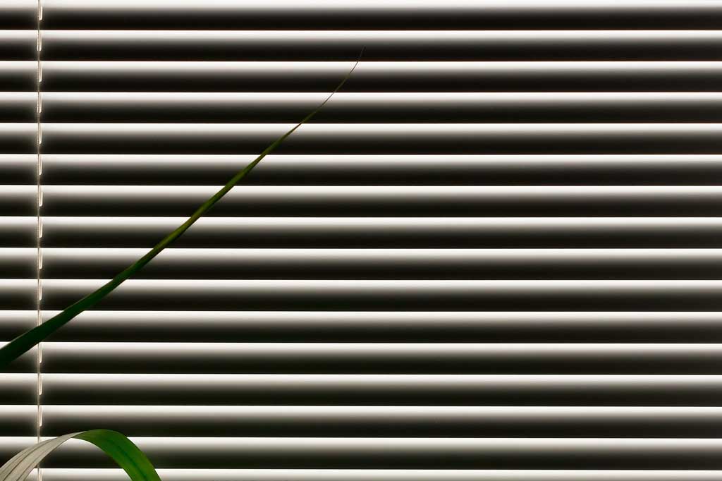 Plant infront of blinds, abstract