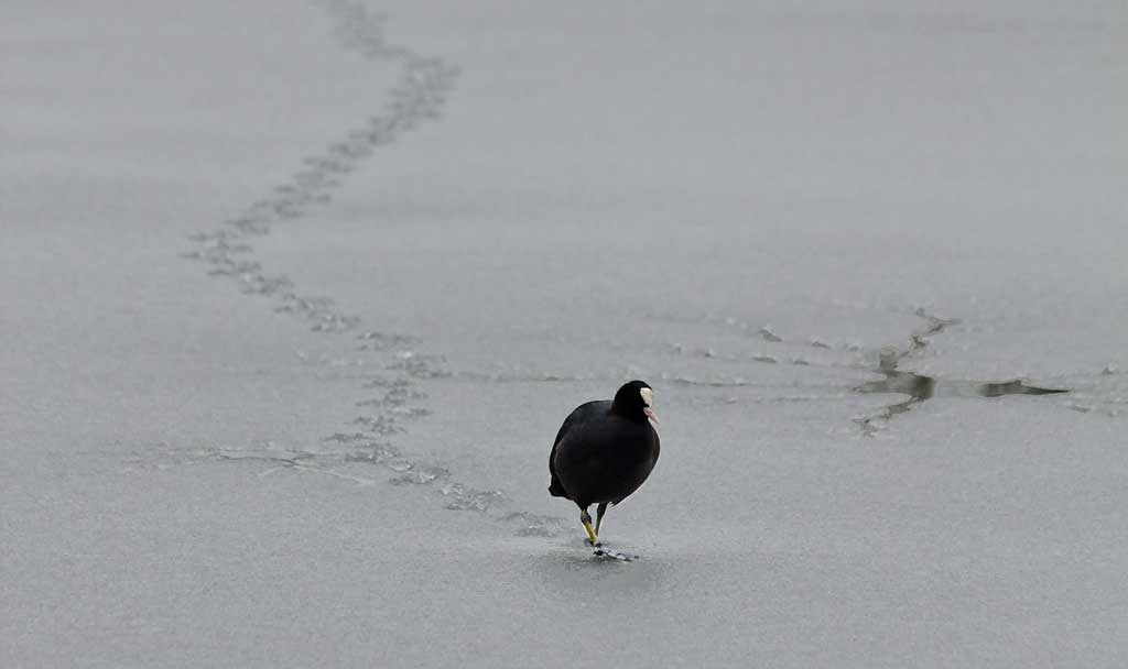 Coot walking across a frozen lake in Surrey